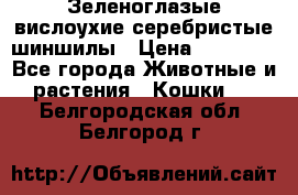 Зеленоглазые вислоухие серебристые шиншилы › Цена ­ 20 000 - Все города Животные и растения » Кошки   . Белгородская обл.,Белгород г.